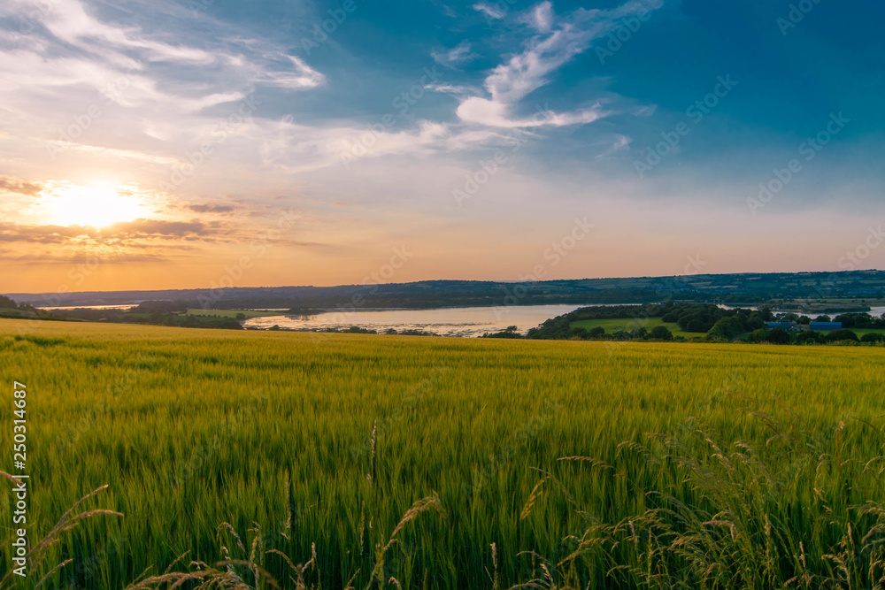 wheat field and blue sky