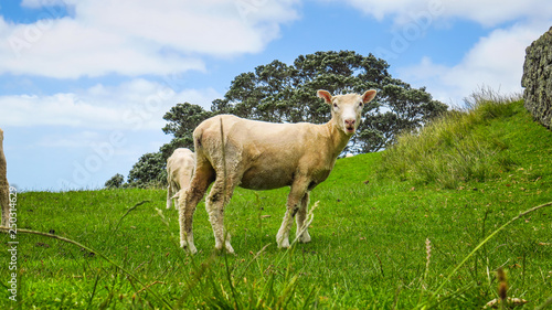 Group of Sheep in Auckland, New-Zealand