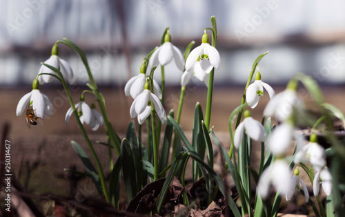White spring flowers-snowdrops, flowering, background, season