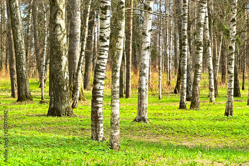 Fototapeta Naklejka Na Ścianę i Meble -  Trees in the forest in early spring.