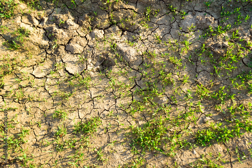 Cracked dry soil with green plants