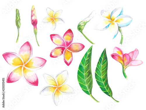 Watercolor summer tropical set for design banner or flyer with exotic palm leaves, Plumeria flowers