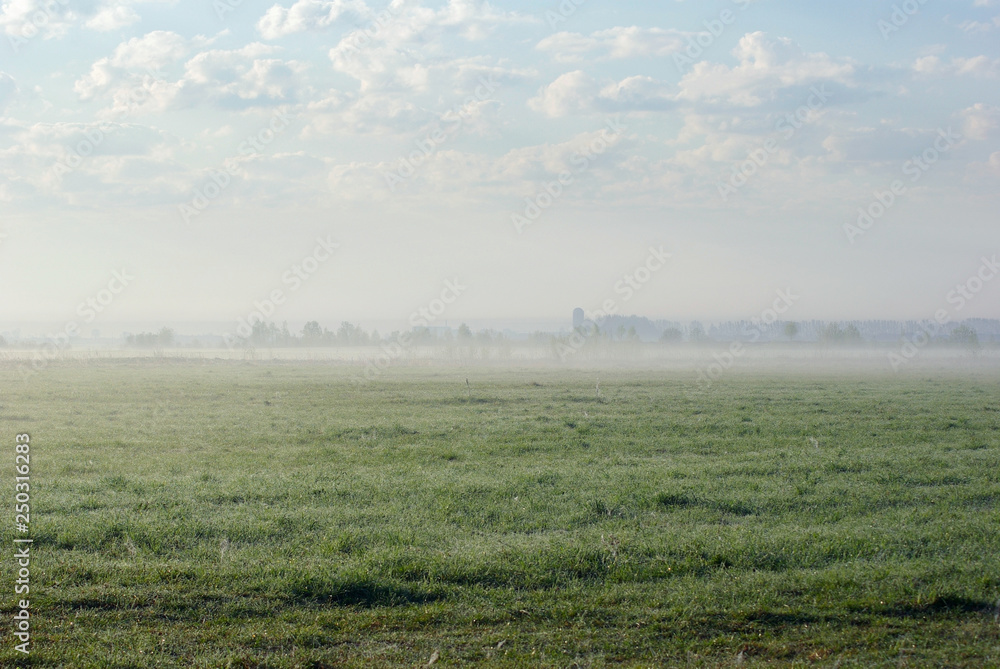 Morning dew on foggy meadow. Landscape of field of green grass.