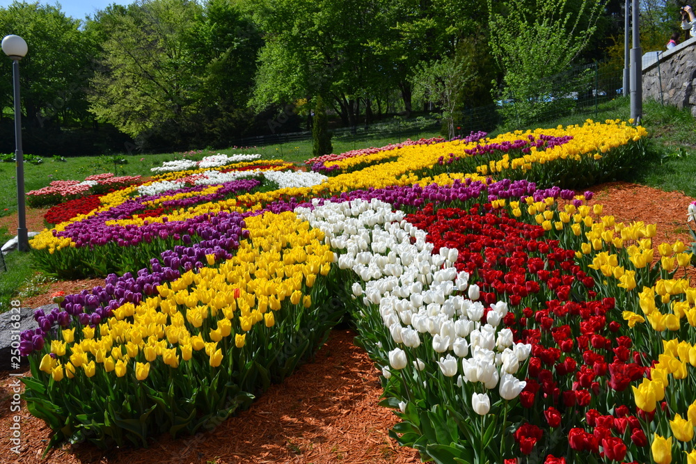 Big plantation of red tulips on sunny day in spring. Manufacture of growing flowers. Flower bed in the form of a petals. Big plantation of red tulips on sunny day in spring. Manufacture of growing flowers. Flower bed in the form of a petals.