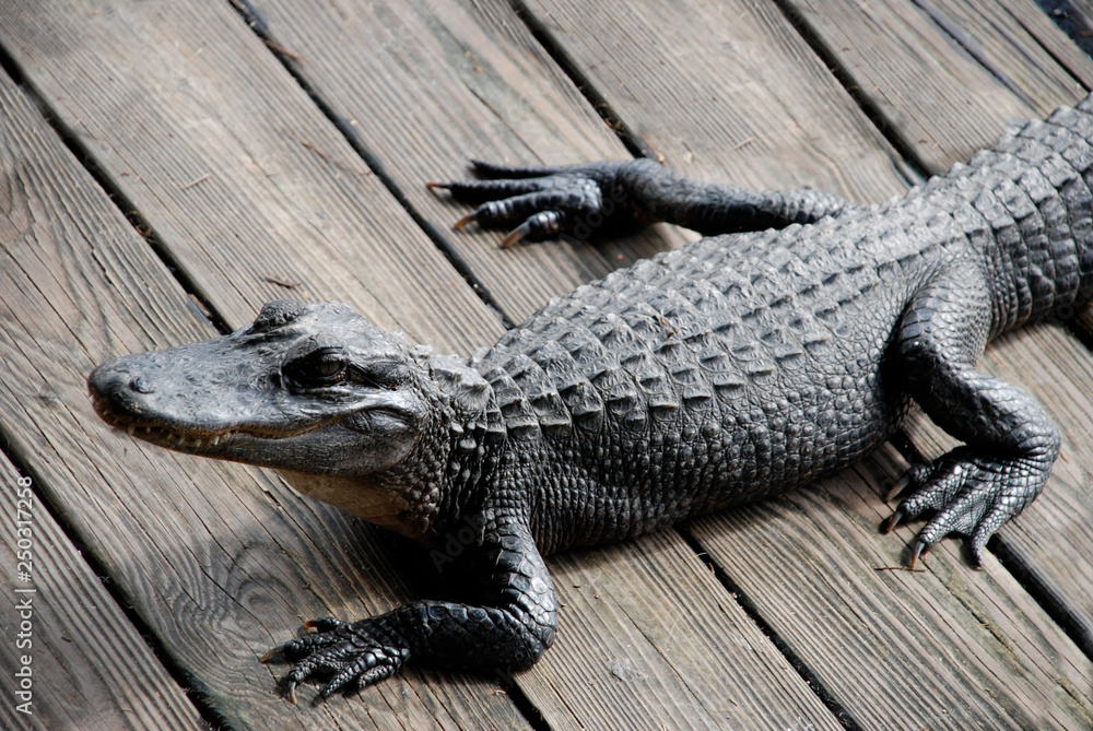 Angry alligator on a wooden dock Stock-Foto | Adobe Stock
