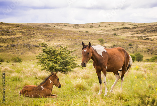 Horses on a meadow © Coco Bongo Films