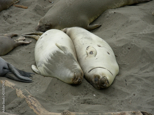 Two lovebird seals taking a nap side-by-side on the beach in California