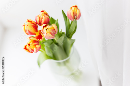 Wallpaper Mural young spring flowers, orange and yellow tulips in a transparent vase on a white background, natural light Torontodigital.ca