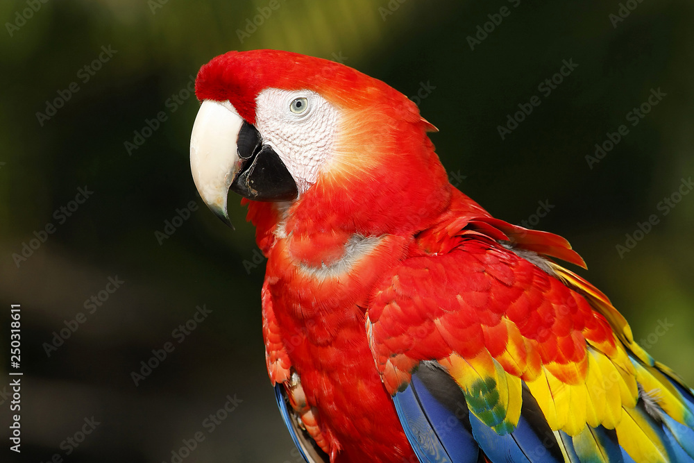 a beautyful scarlet macaw