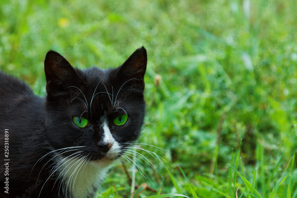 black cat on a background of green grass