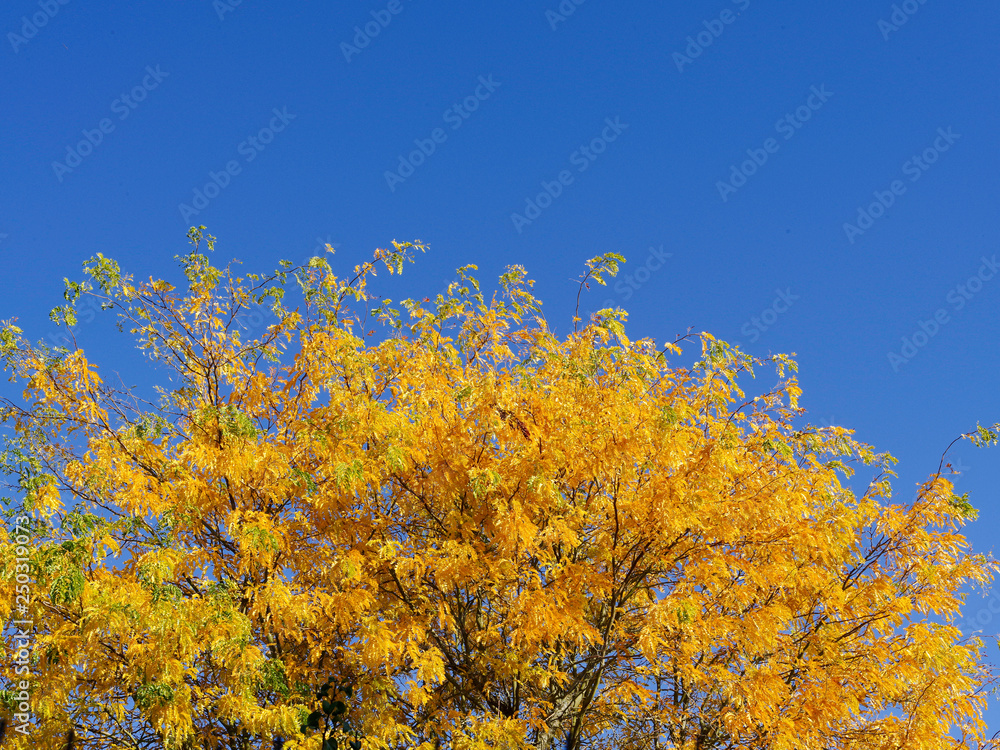 Arbres aux feuilles jaunes à l'automne sur un fond de ciel bleu
