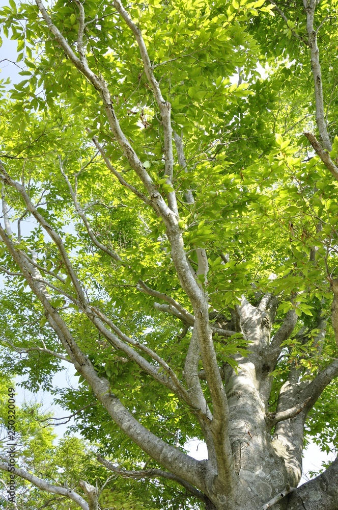 Fototapeta premium 春のブナの木