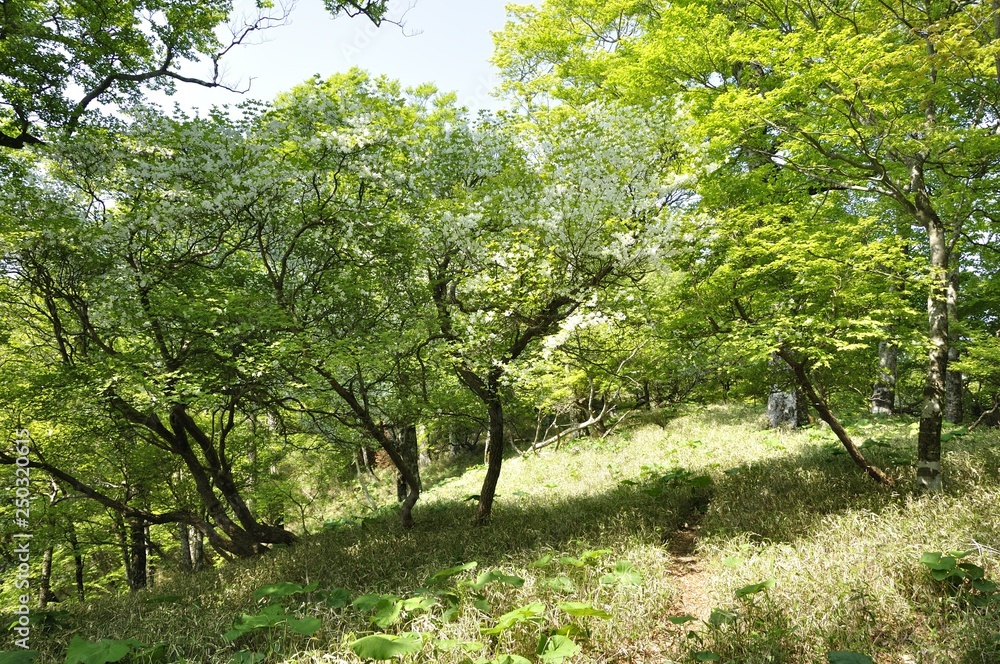 Obraz premium 白馬尾根に咲く満開のシロヤシオ