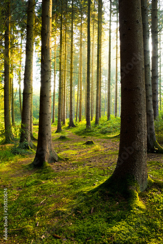 Fototapeta Naklejka Na Ścianę i Meble -  Beautiful forest in spring with bright sunlight shining through the trees
