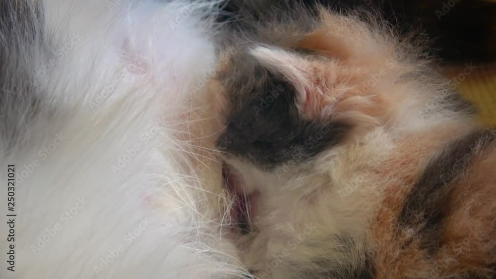 Cute tricolor kitten drinking milk from his mother cat. Close up view to a beautiful white and black and ginger kitten being fed by his mother. Cute tricolor kitten drinking milk from his mother cat. Close up view to a beautiful white and black and ginger kitten being fed by his mother.