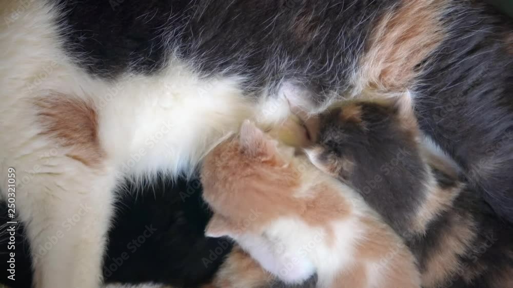 Cute tricolor kittens drink milk from their mother cat. Three white and black and ginger fluffy kittens crawling next to their mother and looking for her nipples to be fed. Cute tricolor kittens drink milk from their mother cat. Three white and black and ginger fluffy kittens crawling next to their mother and looking for her nipples to be fed.