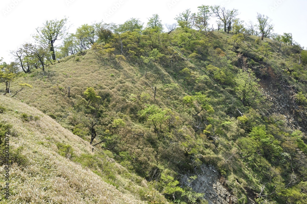 丹沢主脈 新緑の鬼ヶ岩ノ頭