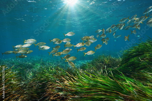 Fototapeta Naklejka Na Ścianę i Meble -  Mediterranean sea school of fish with seagrass and sunlight underwater, Cabo de Gata Nijar, Almeria, Andalusia, Spain