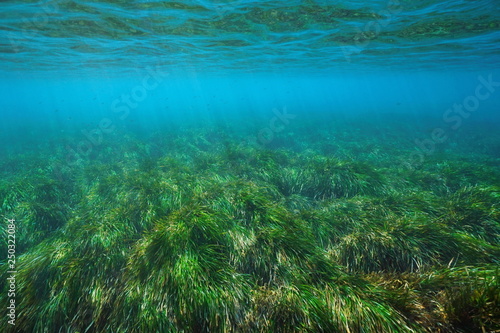 Posidonia oceanica seagrass underwater in the Mediterranean sea, Cabo de Gata Nijar, Almeria, Andalusia, Spain