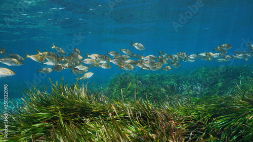 Photography School of fish Sarpa salpa with seagrass Posidonia oceanica underwater in the Me