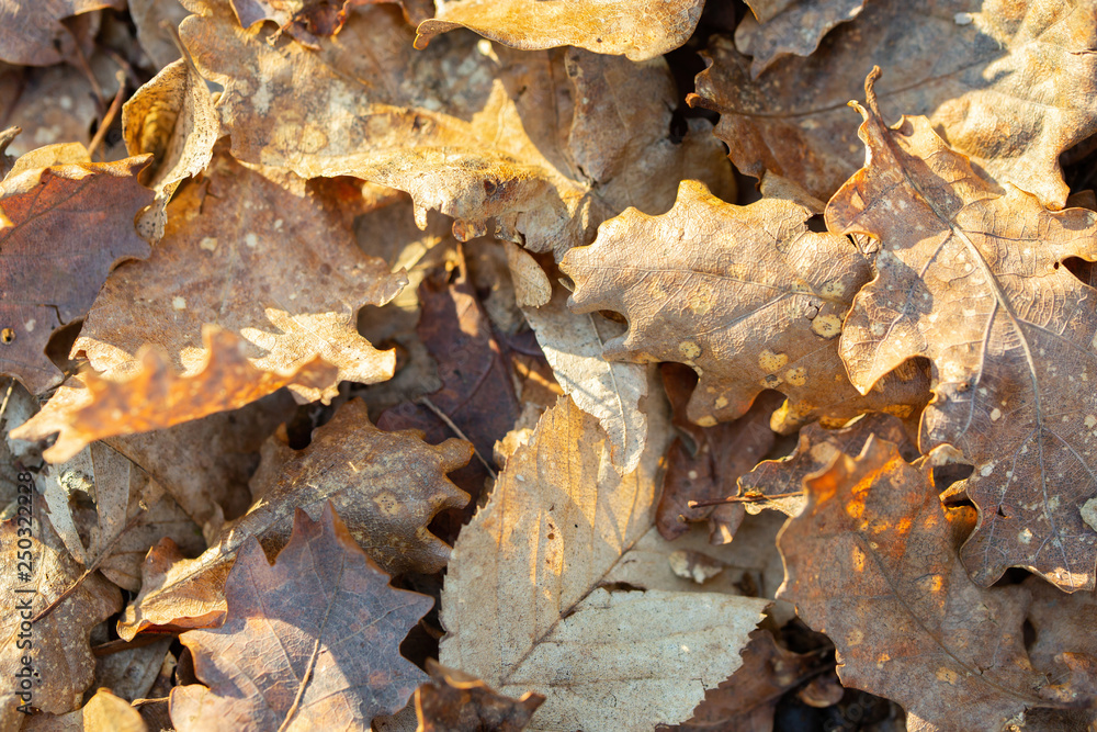 Dry leaves shades of brown colors. Close-up. Background