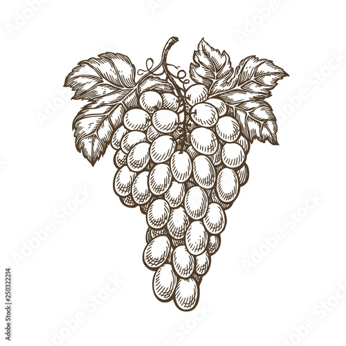 Hand drawn bunch of grapes. Fruit, vineyard, wine sketch. Vintage vector illustration