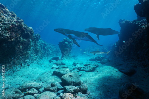 Underwater seascape, rocky seabed with whales and a shark, Pacific ocean, French Polynesia