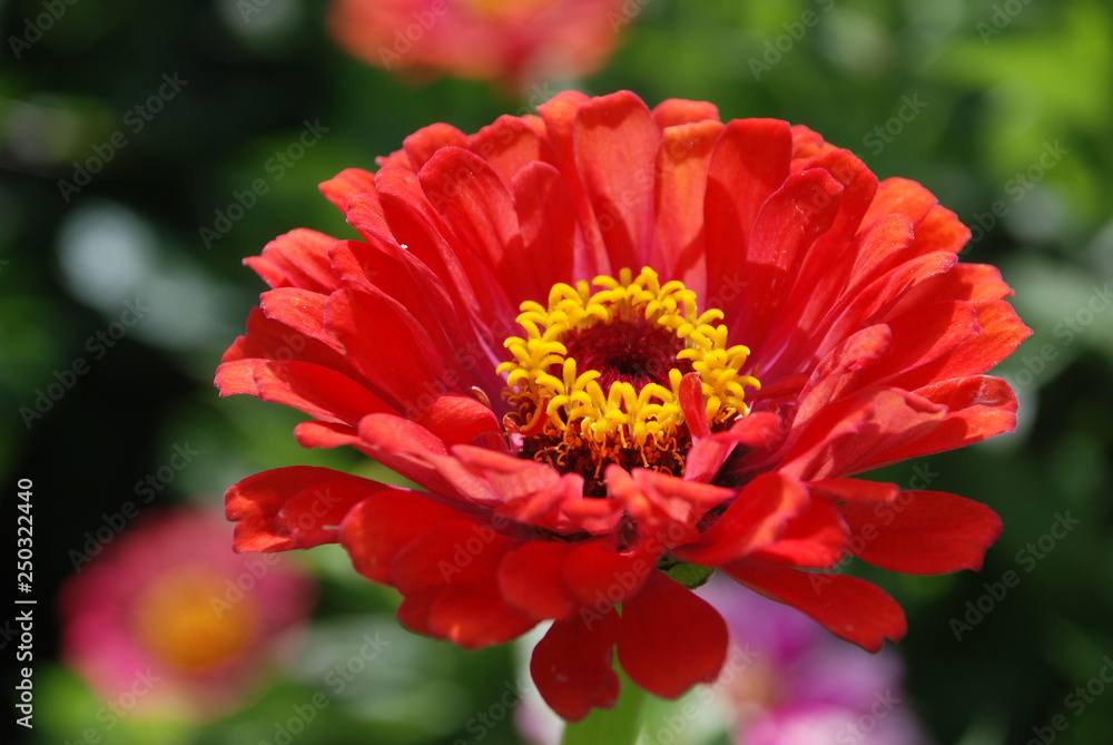 Zinnia Zinnia