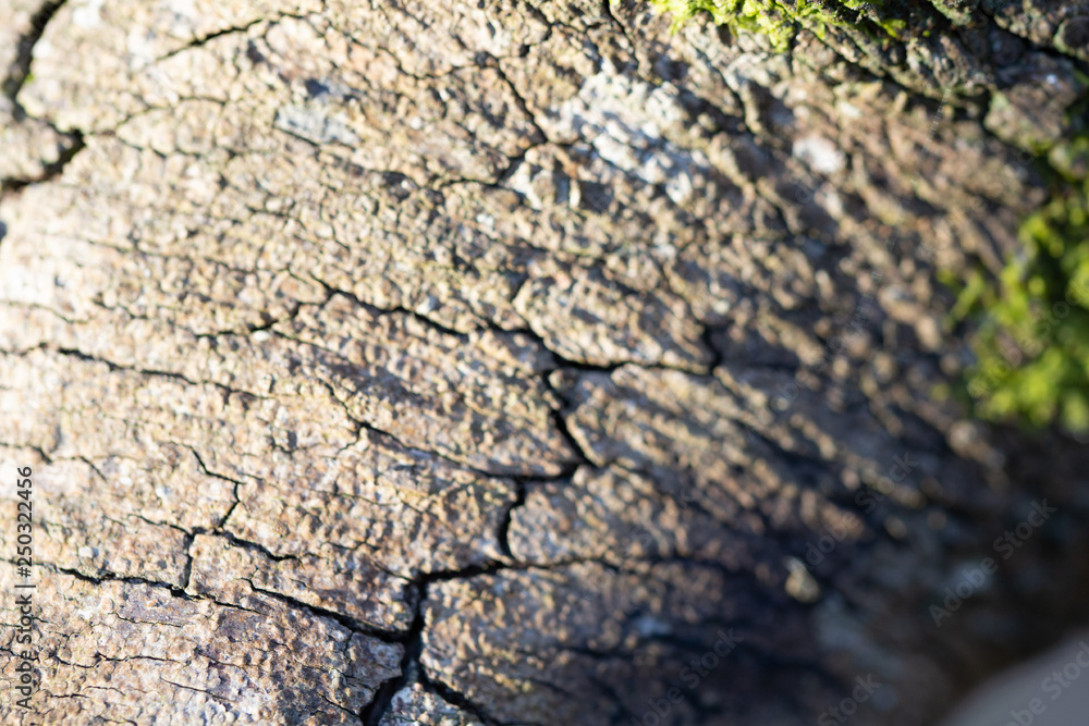 Wood textured background with green moss texture Wood textured background with green moss texture