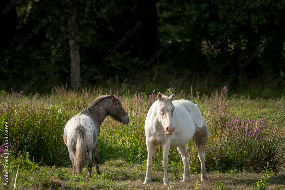Fototapeta premium Biało-siwy koń w Regionalnym Parku Przyrody Briere