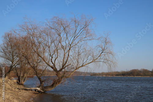 Early on the river, a spreading tree protruding above the water, Poland