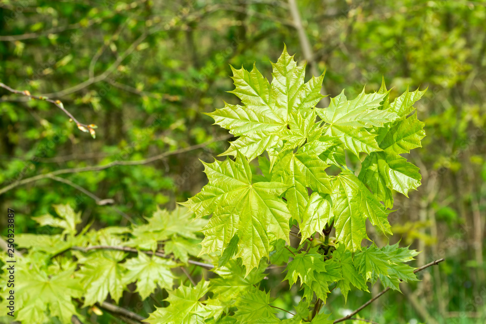 Young fresh maple leaves (Acer platanoides) in spring forest. Leaves are highlighted by the sun. Natural green background. Selective focus. Young fresh maple leaves (Acer platanoides) in spring forest. Leaves are highlighted by the sun. Natural green background. Selective focus.