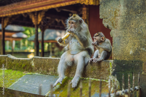 Monkeys in Ubud Monkey Forest, Bali, Indonesia photo