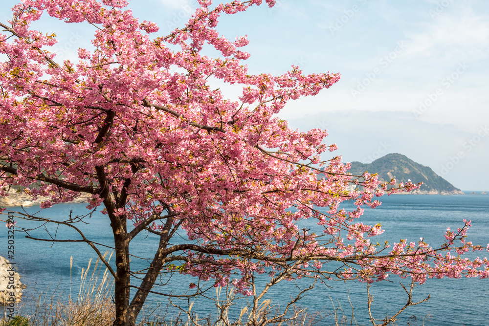 四浦半島の河津桜