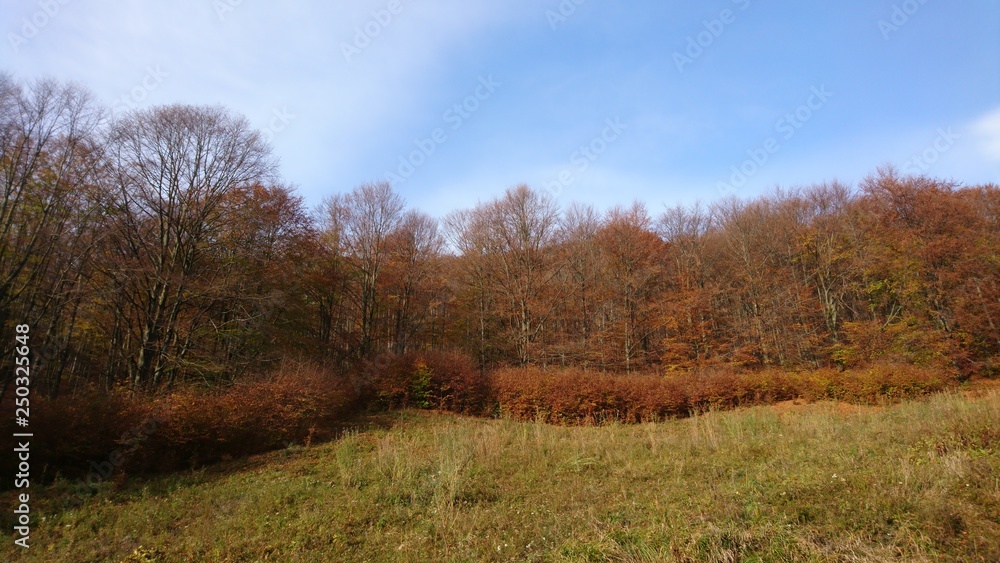 Fototapeta premium Autumn, trees