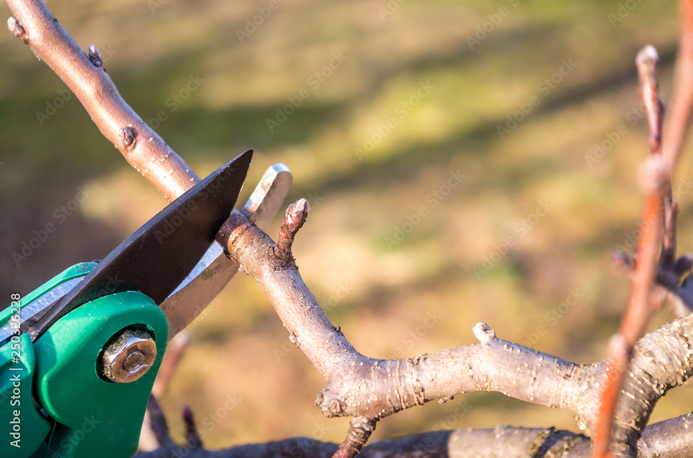 Pruning apple with garden scissors. Spring pruning of fruit trees in the garden. Pruning apple with garden scissors. Spring pruning of fruit trees in the garden.