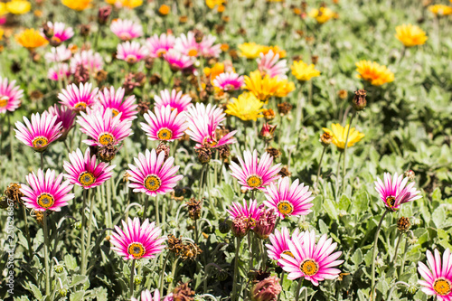 spring fresh concept garden floral photography of rose and yellow flowers and flower bed