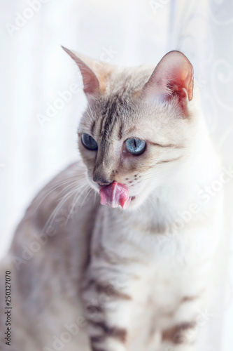 Fototapeta Naklejka Na Ścianę i Meble -  Snow Bengal Cat