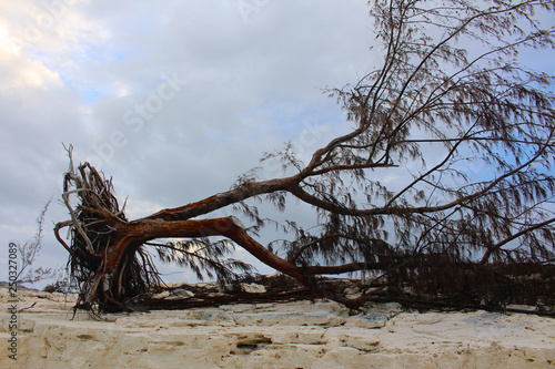 A tree uprooted by a hurricane, Long Island, Bahamas