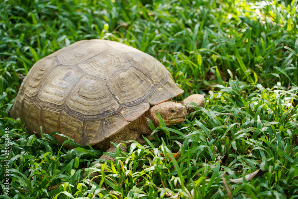 Tortoise turtle animal with shell on green grass Tortoise turtle animal with shell on green grass