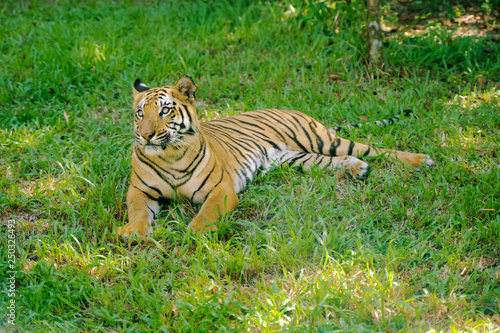 Tiger animal on the grass. Stripped wildcat at summer