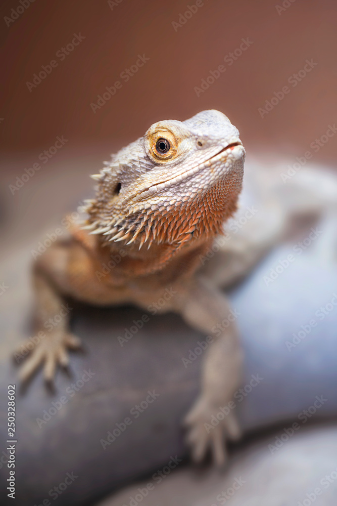 Obraz premium Bearded Dragon on Rock