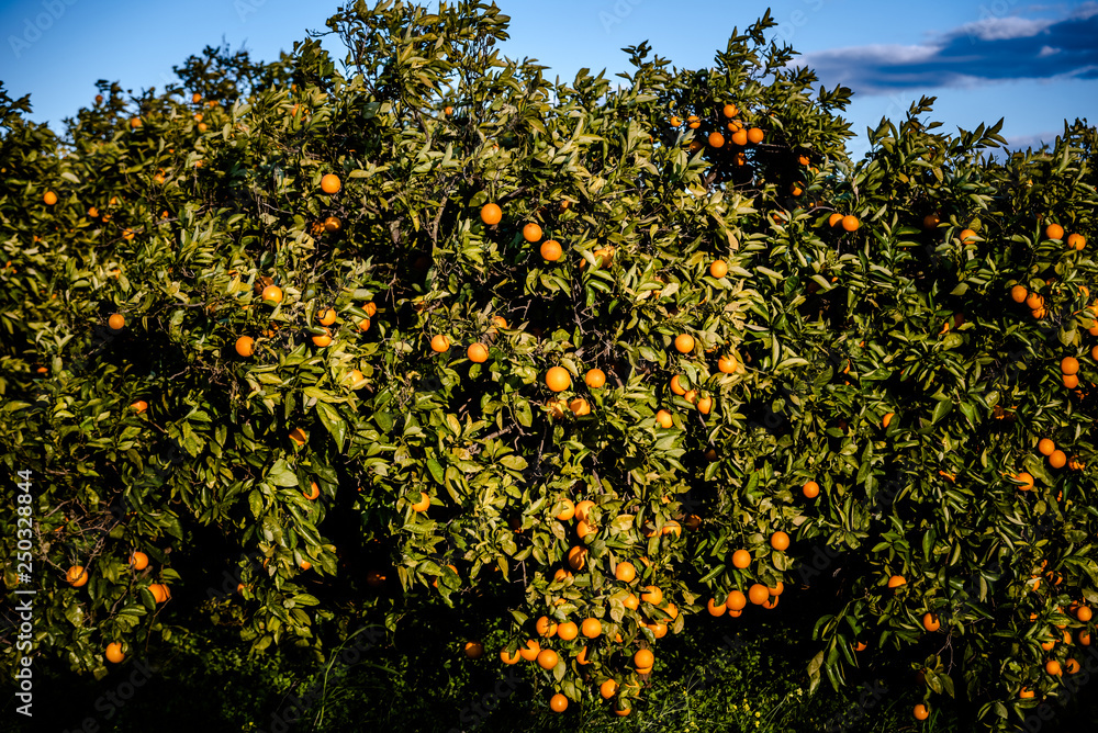 Ripe oranges grown in a Mediterranean orchard in the sun growing healthy from a Valencian orange tree in summer.