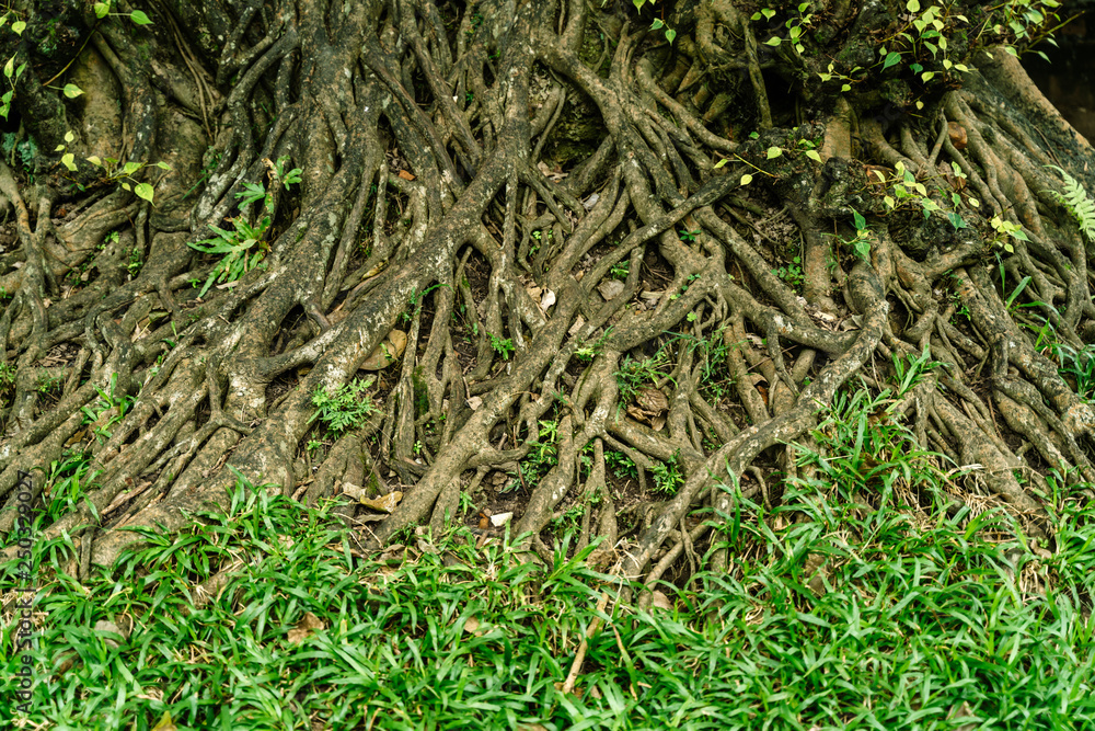 Roots of big tree and green grass. Nature background Roots of big tree and green grass. Nature background