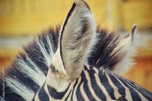 Zebras are several species of Africanequids (horse family) united by their distinctive black and white striped coats.