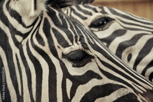 Hippotigris. Subsort of a genus of a horse
