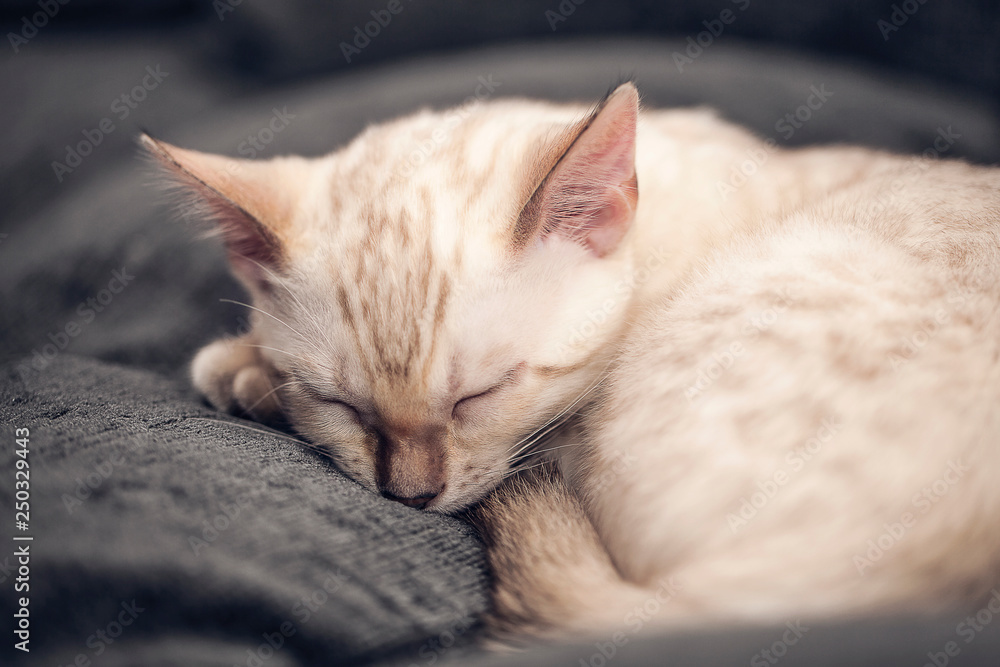 Snow Bengal Kitten Sleeping