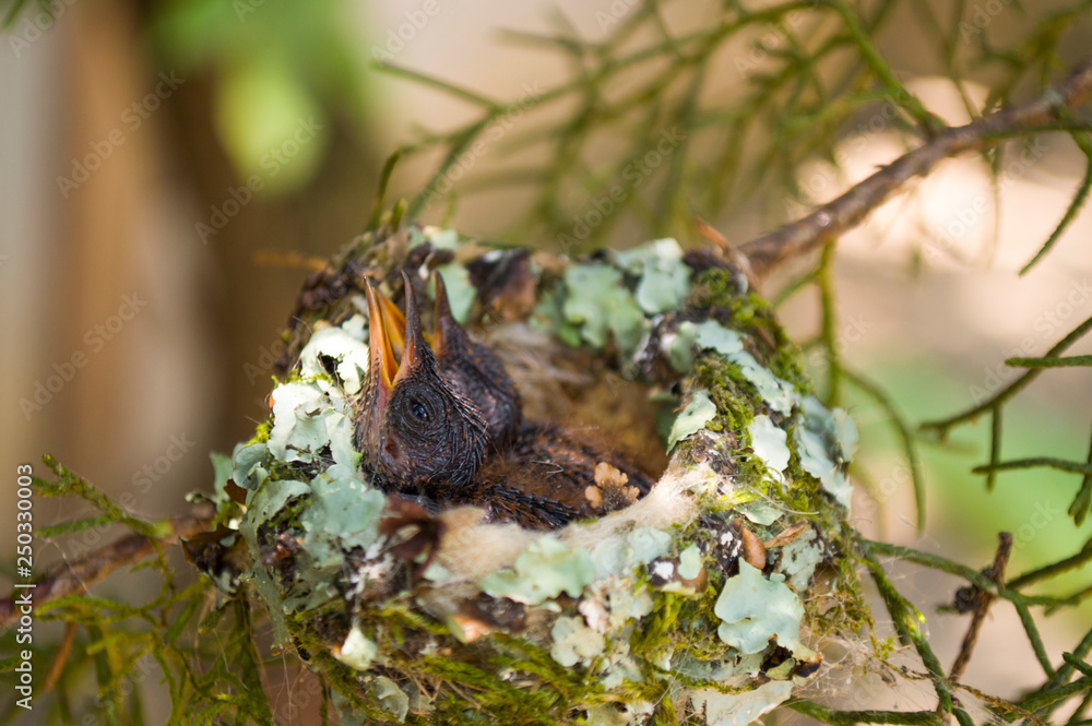 Fototapeta premium Cría de colibrí