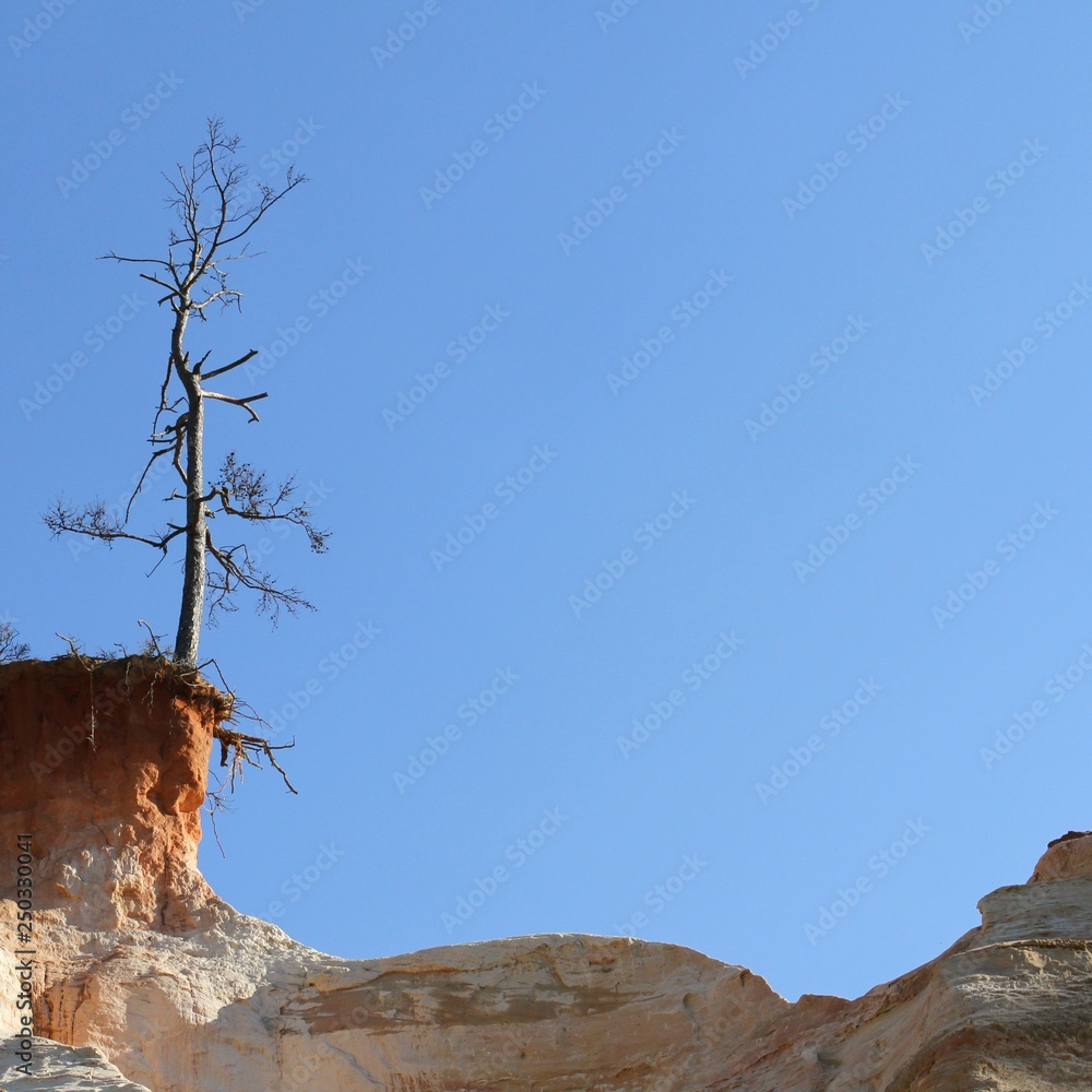 Dead tree on a cliff.