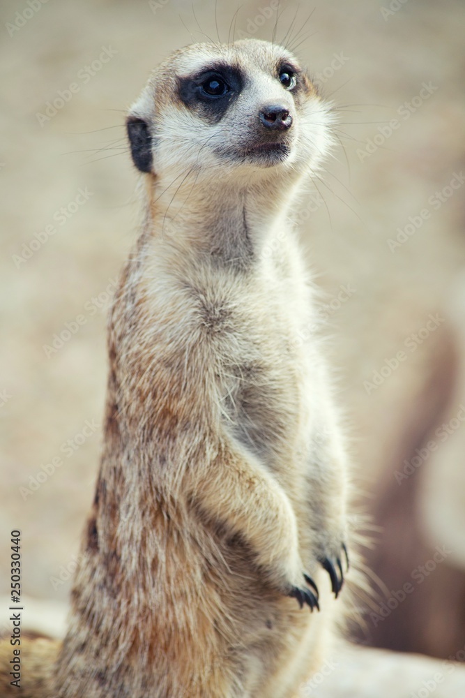 Fototapeta premium Surikata. Species of mammals from family of mongoose. It is widespread in South Africa.